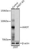 Anti- AMOT antibody produced in rabbit