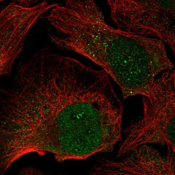 Anti-FGF5 antibody produced in rabbit Prestige Antibodies&#174; Powered by Atlas Antibodies, affinity isolated antibody