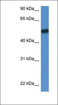 Anti-BIN1 antibody produced in rabbit affinity isolated antibody