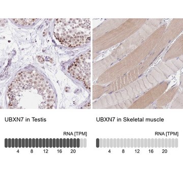 Anti-UBXN7 antibody produced in rabbit Prestige Antibodies&#174; Powered by Atlas Antibodies, affinity isolated antibody, buffered aqueous glycerol solution