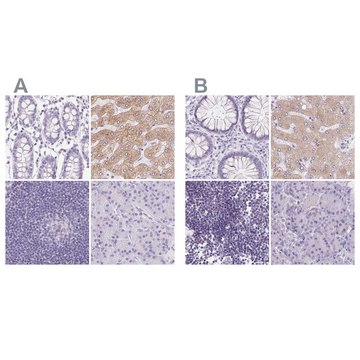 Anti-ASGR2 antibody produced in rabbit Prestige Antibodies&#174; Powered by Atlas Antibodies, affinity isolated antibody, buffered aqueous glycerol solution