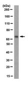 Anti-Limk1 Antibody, clone 6C3.1| MABN118 clone 6C3.1, from mouse