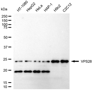 KD-Validated Anti VPS28 Subunit Of ESCRT-I Antibody, clone 24GB1755, Rabbit Monoclonal clone 24GB1755, recombinant rabbit monoclonal, expressed in HEK293 cells