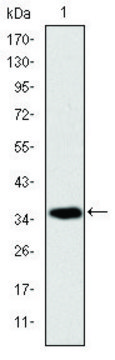 Monoclonal Anti-AIFM1 antibody produced in mouse clone 4E7, ascites fluid