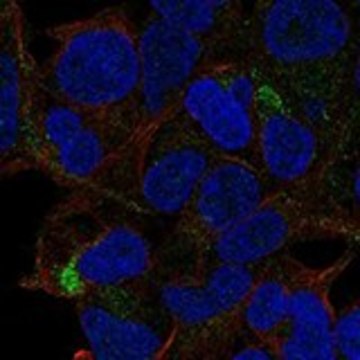 Anti-TSLP antibody produced in rabbit Prestige Antibodies&#174; Powered by Atlas Antibodies, affinity isolated antibody, buffered aqueous glycerol solution