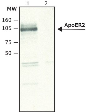 Anti-ApoER2 兔抗 affinity isolated antibody, buffered aqueous solution