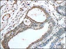 Anti-VSX1 affinity isolated antibody