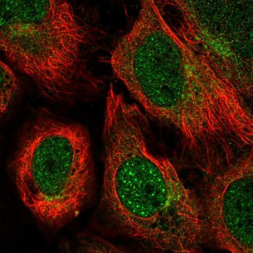 Anti-UBQLN1 antibody produced in rabbit Prestige Antibodies&#174; Powered by Atlas Antibodies, affinity isolated antibody