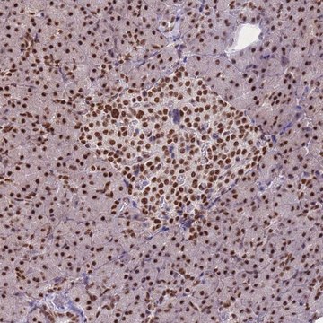 Anti-ESF1 antibody produced in rabbit Prestige Antibodies&#174; Powered by Atlas Antibodies, affinity isolated antibody, buffered aqueous glycerol solution