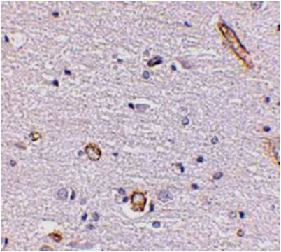 抗-Syntaphilin抗体 from rabbit, purified by affinity chromatography