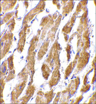 Anti-CRTH2 antibody produced in rabbit affinity isolated antibody, buffered aqueous solution