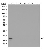 Anti-monomethyl-Histone H3 Antibody (Lys36) from rabbit, purified by affinity chromatography