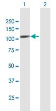 Anti-RAPGEF4 antibody produced in mouse purified immunoglobulin, buffered aqueous solution