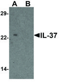 Anti-IL-37 antibody produced in rabbit affinity isolated antibody