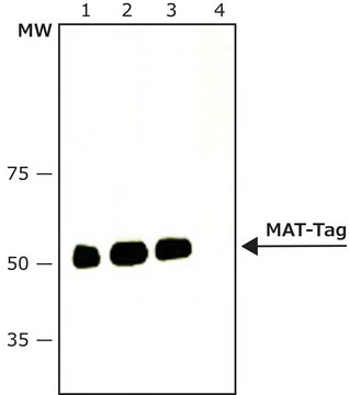 Monoclonal Anti-MAT-Tag&#174; antibody produced in mouse purified immunoglobulin, ~2&#160;mg/mL, clone MAT1-87