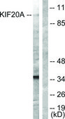 Anti-KIF20A antibody produced in rabbit affinity isolated antibody