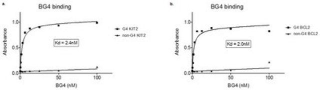 抗DNA G-四链体结构抗体，克隆BG4 clone BG4, from Escherichia coli