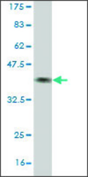 Monoclonal Anti-BBS7 antibody produced in mouse clone 2H6, purified immunoglobulin, buffered aqueous solution