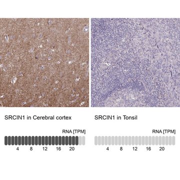 Anti-SRCIN1 antibody produced in rabbit Prestige Antibodies&#174; Powered by Atlas Antibodies, affinity isolated antibody, buffered aqueous glycerol solution