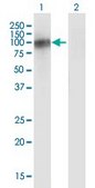 Monoclonal Anti-SLITL2 antibody produced in mouse clone 4G7, ascites fluid
