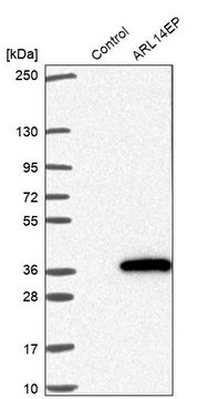 Anti-ARL14EP antibody produced in rabbit Prestige Antibodies&#174; Powered by Atlas Antibodies, affinity isolated antibody, buffered aqueous glycerol solution