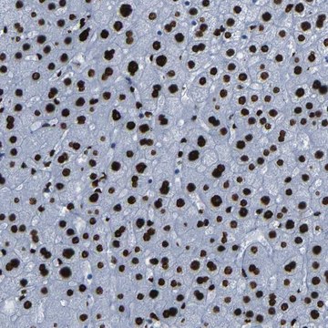 Anti-NPIPB15 Prestige Antibodies&#174; Powered by Atlas Antibodies, affinity isolated antibody