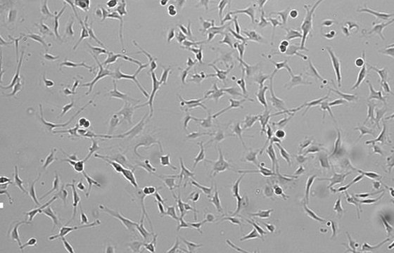 OSUMMER.7 Mouse NRAS-Mutant Melanoma Cell Line