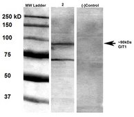 Monoclonal Anti-Nalcn - Hrp antibody produced in mouse clone S187-7, purified immunoglobulin