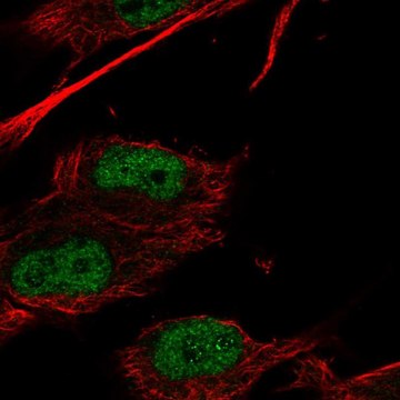 Anti-HOXC9 antibody produced in rabbit Prestige Antibodies&#174; Powered by Atlas Antibodies, affinity isolated antibody