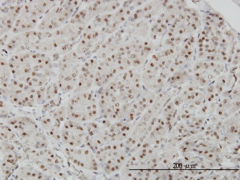 Monoclonal Anti-AKAP8 antibody produced in mouse clone 3D4, purified immunoglobulin, buffered aqueous solution