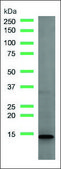 Anti-SPINK1 antibody, Rabbit monoclonal recombinant, expressed in proprietary host, clone SP166, affinity isolated antibody