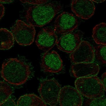 Anti-Robo2 Antibody Produced In Rabbit Prestige Antibodies&#174; Powered by Atlas Antibodies, affinity isolated antibody, buffered aqueous glycerol solution