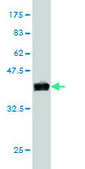 Monoclonal Anti-MAPK3, (C-terminal) antibody produced in mouse clone 1B1, purified immunoglobulin, buffered aqueous solution