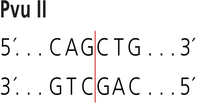 Pvu II 来源于普通变形杆菌 Restriction Enzyme