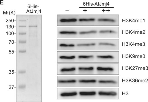 Anti-monomethyl-Histone H3 (Lys4) Antibody Upstate&#174;, from rabbit