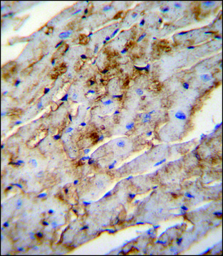 ANTI-ALDH1L2 (C-TERM) antibody produced in rabbit IgG fraction of antiserum, buffered aqueous solution