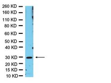 抗-Olig3抗体 Chemicon®, from rabbit