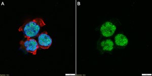 Anti-RUNX1 Antibody, clone 1C18 ZooMAb® Rabbit Monoclonal recombinant, expressed in HEK 293 cells