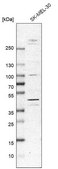Anti-MKNK2 antibody produced in rabbit Prestige Antibodies® Powered by Atlas Antibodies, affinity isolated antibody, buffered aqueous glycerol solution