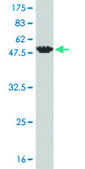 Monoclonal Anti-FCER1A antibody produced in mouse clone 2C12-3B6, purified immunoglobulin, buffered aqueous solution