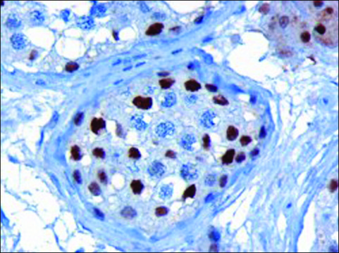 Anti-KPNA4/IPOA3 antibody produced in goat affinity isolated antibody, buffered aqueous solution