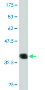 Monoclonal Anti-PCP4 antibody produced in mouse clone 1E3, purified immunoglobulin, buffered aqueous solution