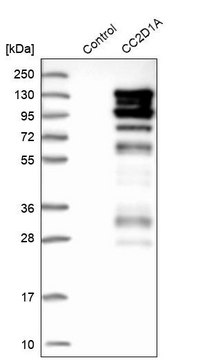 Anti-CC2D1A antibody produced in rabbit Prestige Antibodies&#174; Powered by Atlas Antibodies, affinity isolated antibody, buffered aqueous glycerol solution