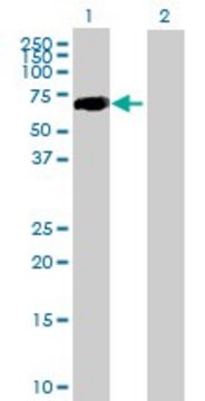 Anti-CRTAM antibody produced in mouse purified immunoglobulin, buffered aqueous solution