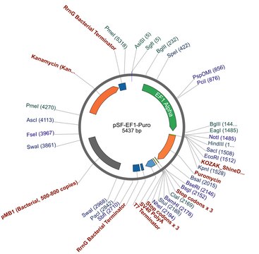 PSF-EF1-PURO - ELONGATION FACTOR 1 ALPHA PROMOTER PUROMYCIN PLASMID plasmid vector for molecular cloning