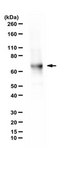 Anti-Ribophorin I/RPN-I Antibody serum, from rabbit