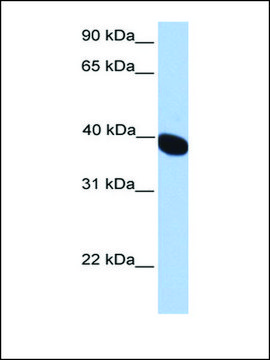 Anti-NEURL2 antibody produced in rabbit affinity isolated antibody