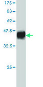 Monoclonal Anti-GPR24 antibody produced in mouse clone 3D7, purified immunoglobulin, buffered aqueous solution