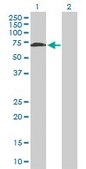 Anti-WHSC2 antibody produced in mouse purified immunoglobulin, buffered aqueous solution