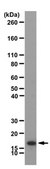 Anti-monomethyl-Histone H3 Antibody (Lys36) from rabbit, purified by affinity chromatography
